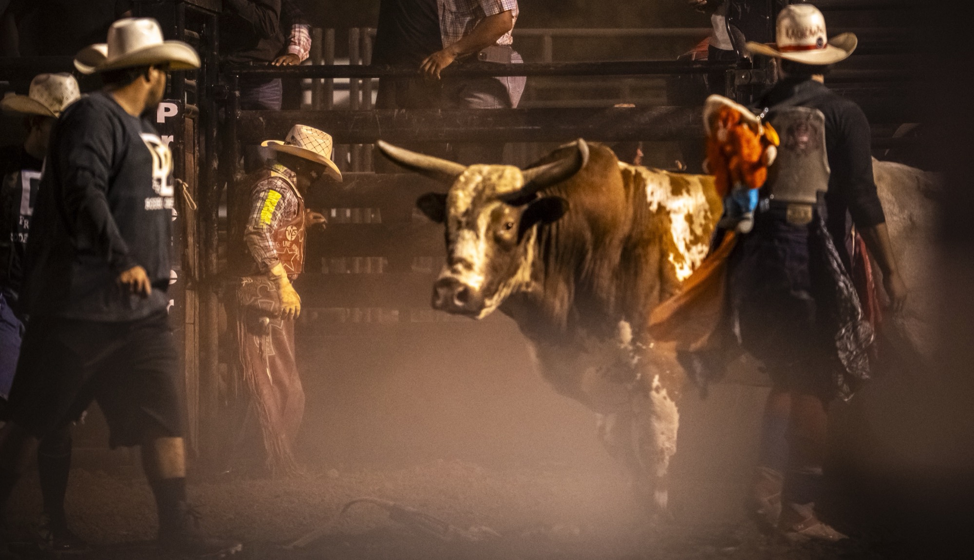 Bull and bullfighters at the National Veterans Rodeo