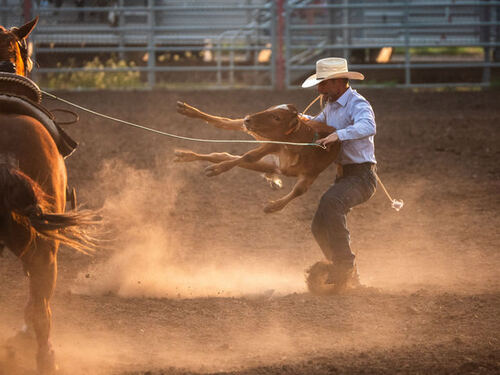 Roper working a calf in the late afternoon dust